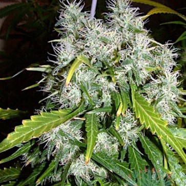 Семена конопли Super Skunk Feminised